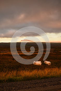 Sheep roaming the fields of East Iceland