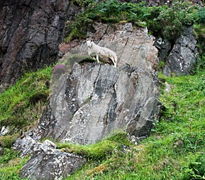 Sheep on a rock,Caithness,Scotland,UK photo