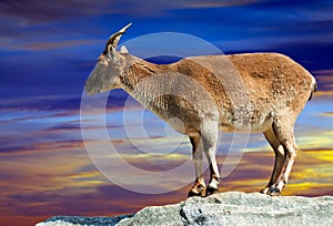 Sheep on rock in dawn