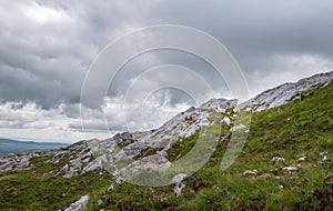 Sheep on the rocks inwith beautiful landscape view from the summit of Derryclare mauntain.