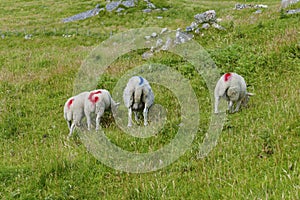 Sheep on a rocky pasture in the Highlands of Scotland