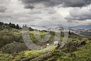 Sheep on rolling hillside landscape in Lake District in England