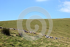 Sheep roundup, Scales Fell, English Lake District