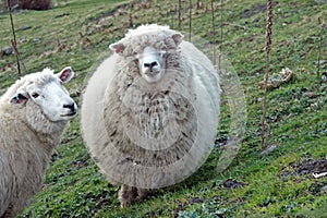 Sheep at Roys Peak track in winter, New Zealand