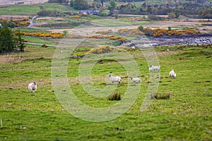 Sheep in a rugged coastal field photo