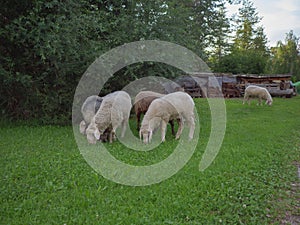 Sheep Ruminating on Grass near Trees
