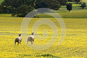 Sheep on the run across a field of yellow flowers