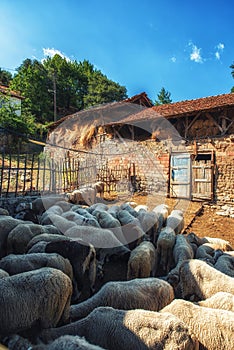 Sheep at run down farm