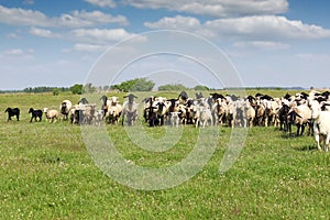 Sheep running on field