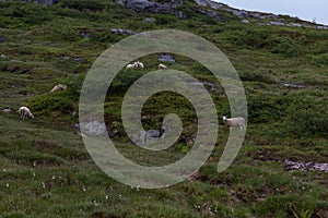 Sheep running freely in the mountains of Norway,selective focus