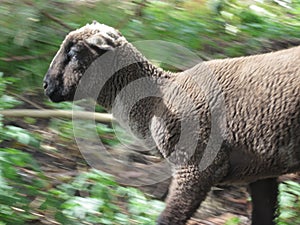 Sheep running in the grass