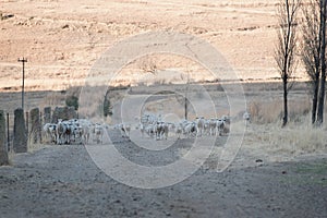 Sheep running on gravel road