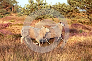 Sheep running on heathland at sunset