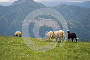 Sheep Running on Meadow