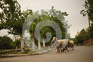 Sheep running on the street of a European village.