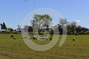 Sheep in rural landscape, La Pampa Province,