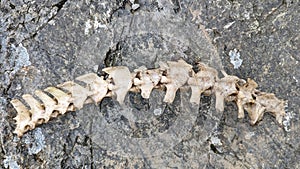 A sheep's backbone skeleton lying on a rock