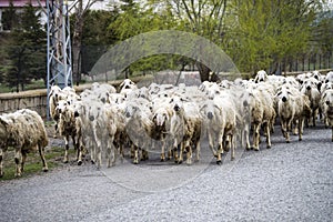 Sheep`s, dozens of sheep passing by, sheep returning home, sheep`s arm.