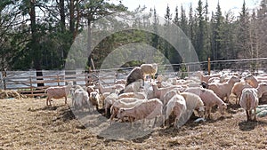 Sheep& x27;s at the farm in the north of Sweden