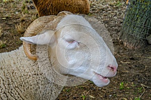 Sheep`s head closeup portrait.