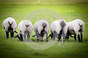 Sheep`s on a img