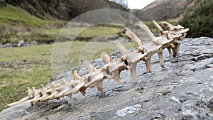 A sheep's spinal column skeleton sitting on a rock