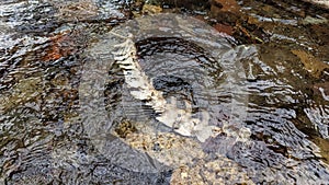 A sheep's spinal column submerged in water