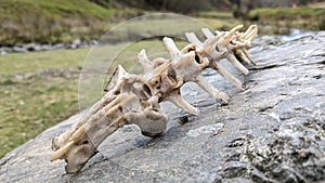 A sheep's spine skeleton lying on a rock