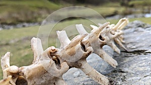 A sheep's vertebral column lying on a rock