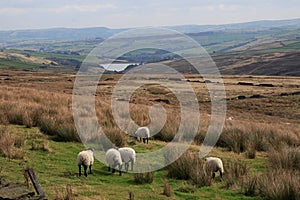 Sheep on Saddleworth Moor