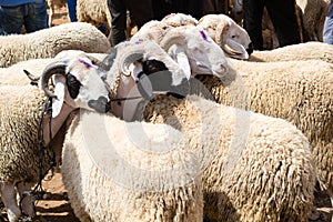 Sheep for sale at an open-air market