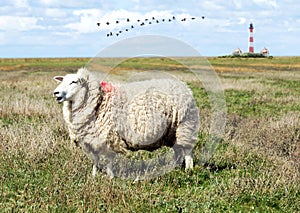 Sheep on the salt marsh with the lighthouse Westerhever in the background, Germany