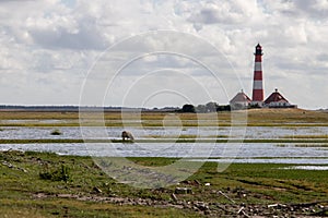 Sheep in a salt marsh at the Westerhever lighthouse