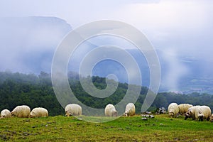 Sheep in San Miguel de Aralar and Monte San Donato with clouds in the background, Navarra