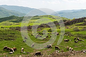 Sheep scattered across a pasture in a mountainous region of Azerbaijan