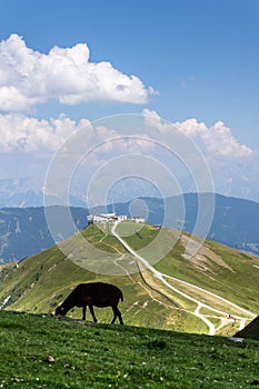 Sheep with Schattberg-Ost mountain cable car station, Saalbach-Hinterglemm, Alps, Austria