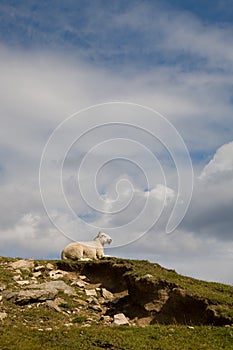 Sheep, Scotland