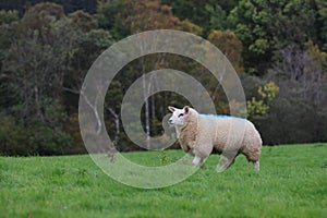 Sheep in Scotland