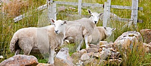 Sheep, Scotland