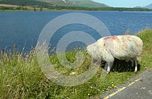 Sheep in Scotland photo