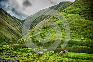 Sheep in scotland highlands