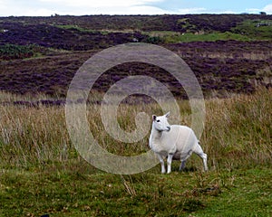 Sheep and Scottish heather