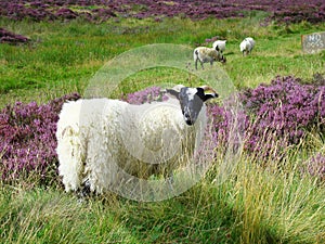 Sheep (Scottish highlands)