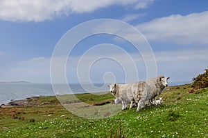 Sheep in the Scottish Highlands thrive on green pastures with a scenic lighthouse in the background