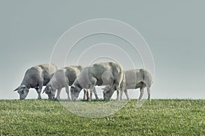 Sheep at the sea dike
