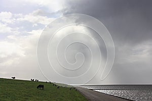 Sheep on sea near the Wadden Sea under a stormy sky