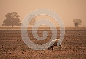 Sheep searching for food in a dust storm during drought