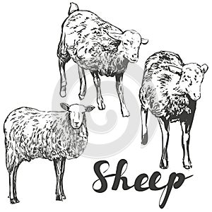 Sheep set hand drawn vector illustration realistic sketch photo