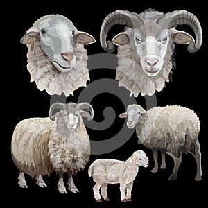 Sheep set vector