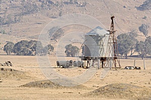 Sheep in shade of water tank